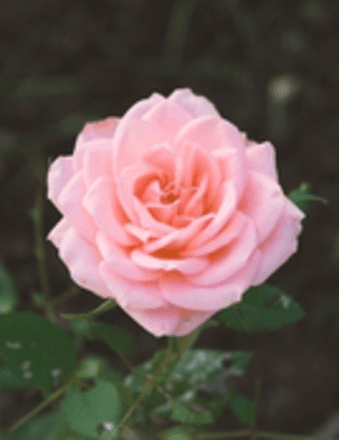 Rose Scipione Obituary