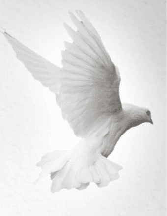 Dorothy B. (Marcinek) Zajac Obituary
