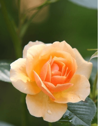 Suzanne A. Smelstoys Obituary